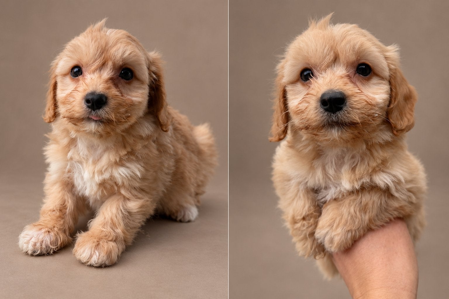 Maltipoo pups, maltezer x toy poedel, Nederland, Overige rassen, CDV (hondenziekte), 8 tot 15 weken