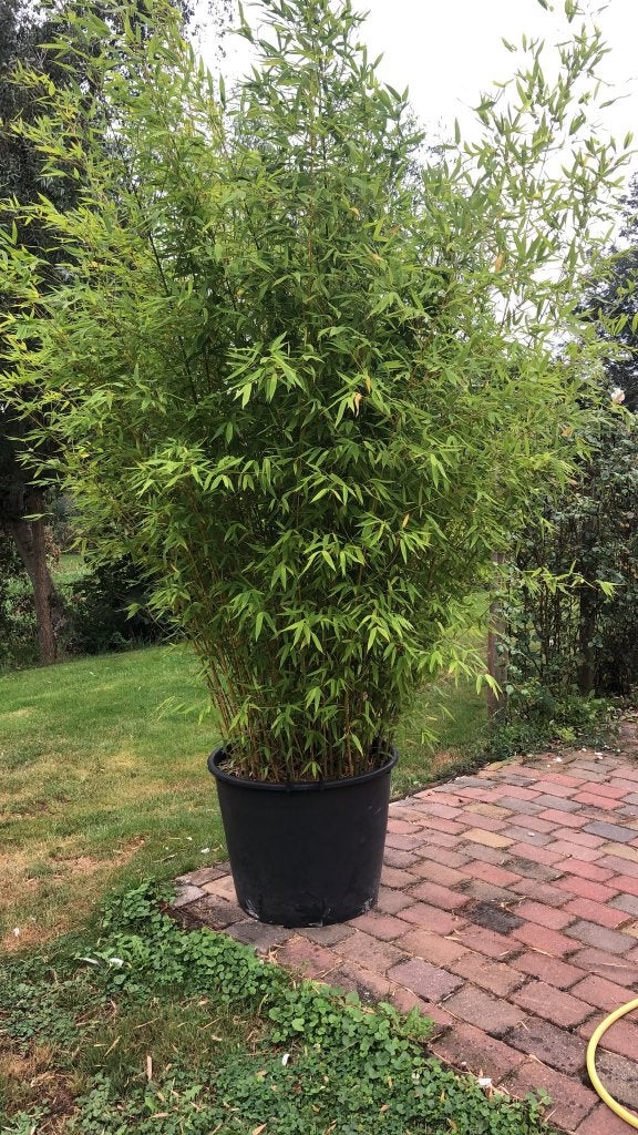 grote groene bamboe plant in pot, Vaste plant, Bloeit niet, Halfschaduw, Ophalen