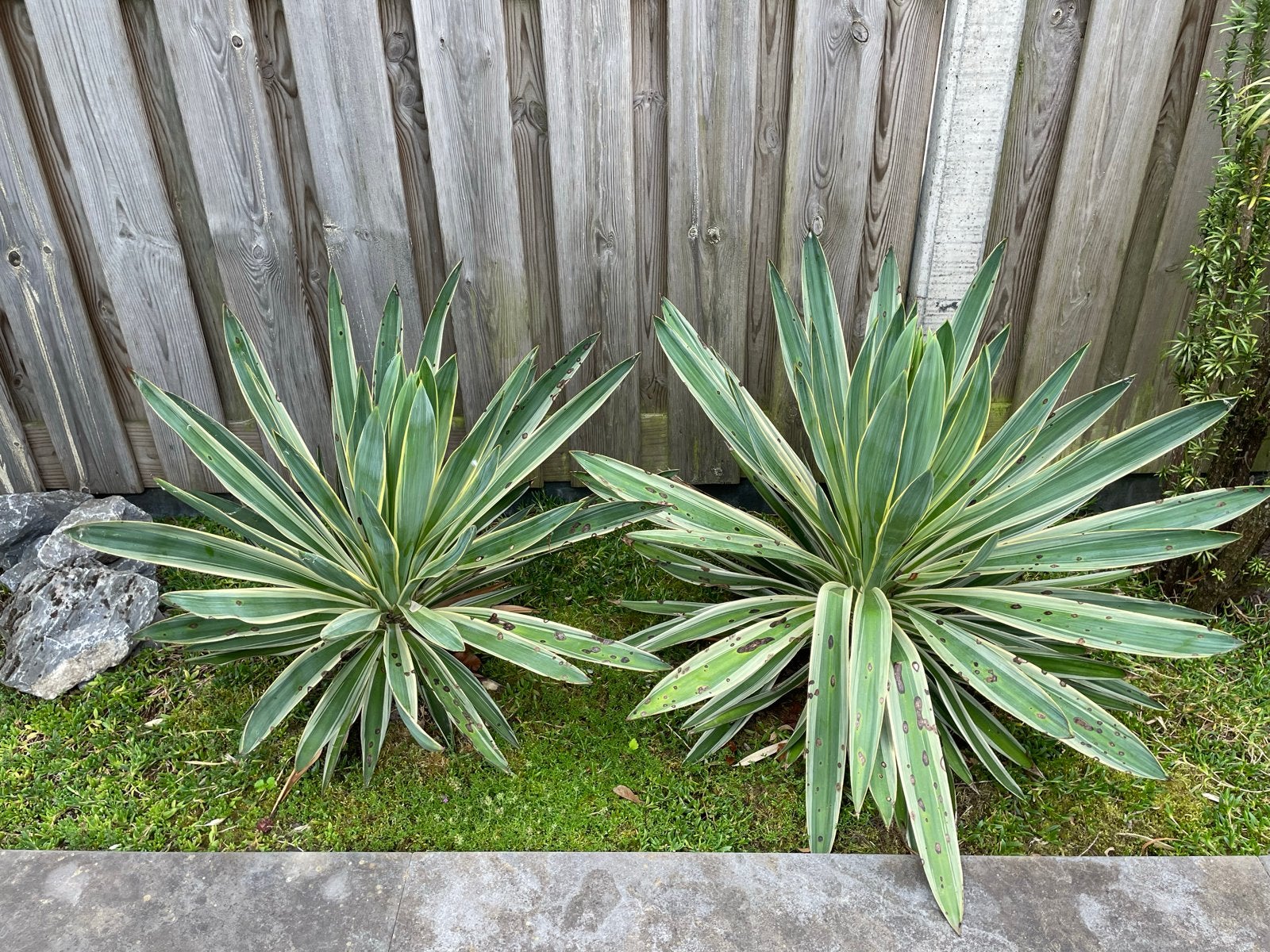 Yucca planten 2 stuks Winterhard en onderhoudsvriendelijk, Volle zon, Vaste plant, Bloeit niet, Ophalen
