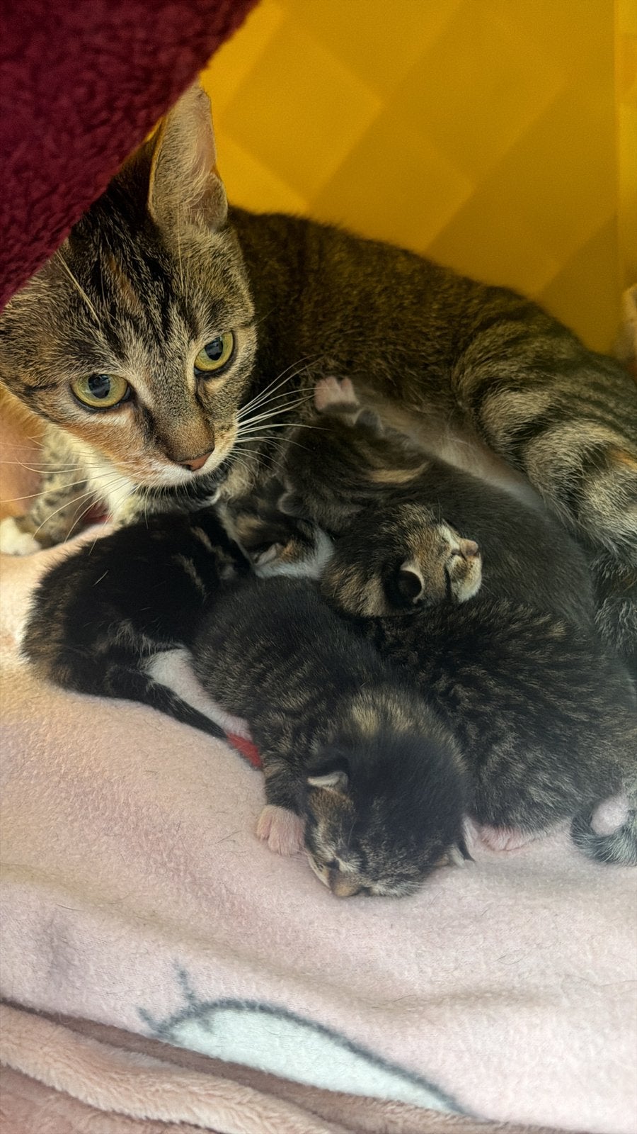 4 Adorable Kittens Looking for Their Forever Homes