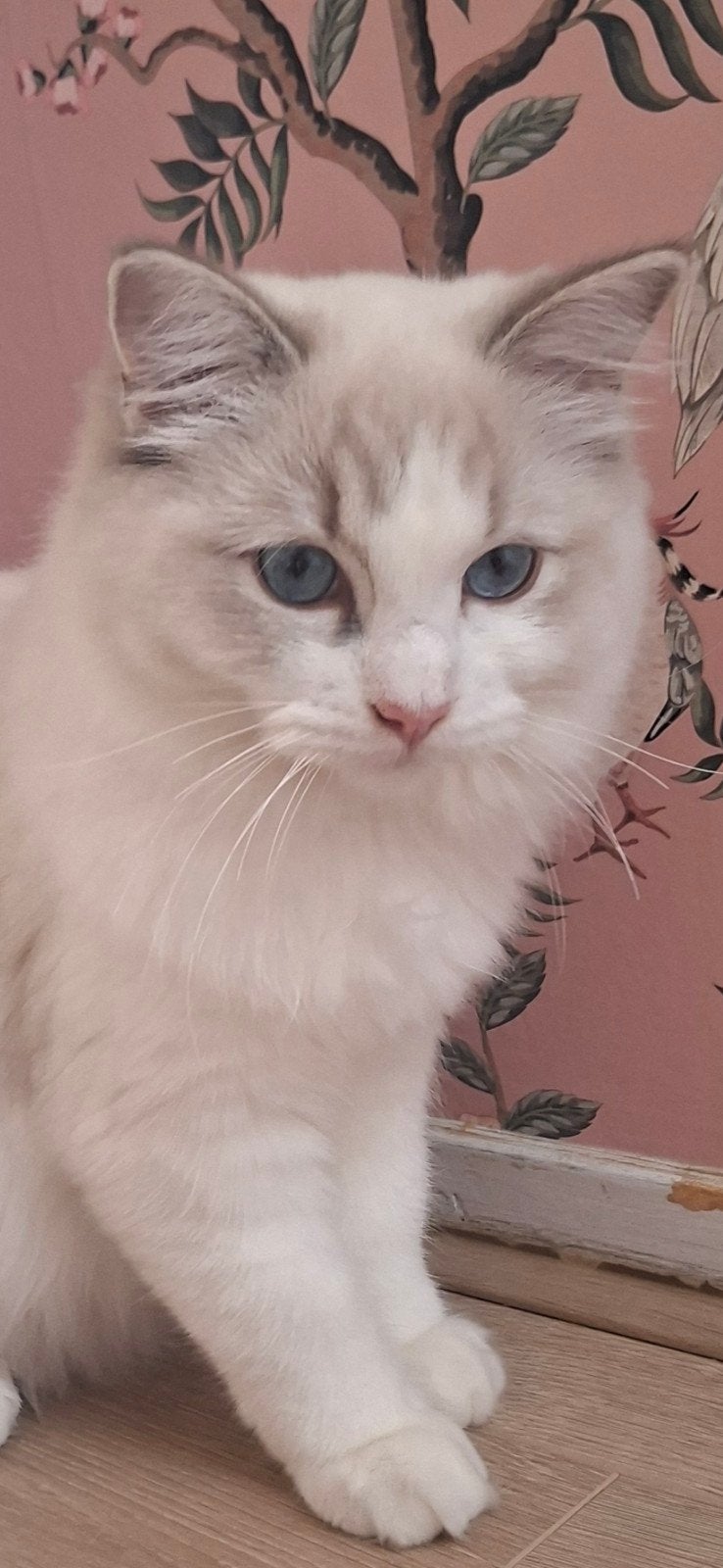 ragdoll poes met stamboom, Dieren en Toebehoren