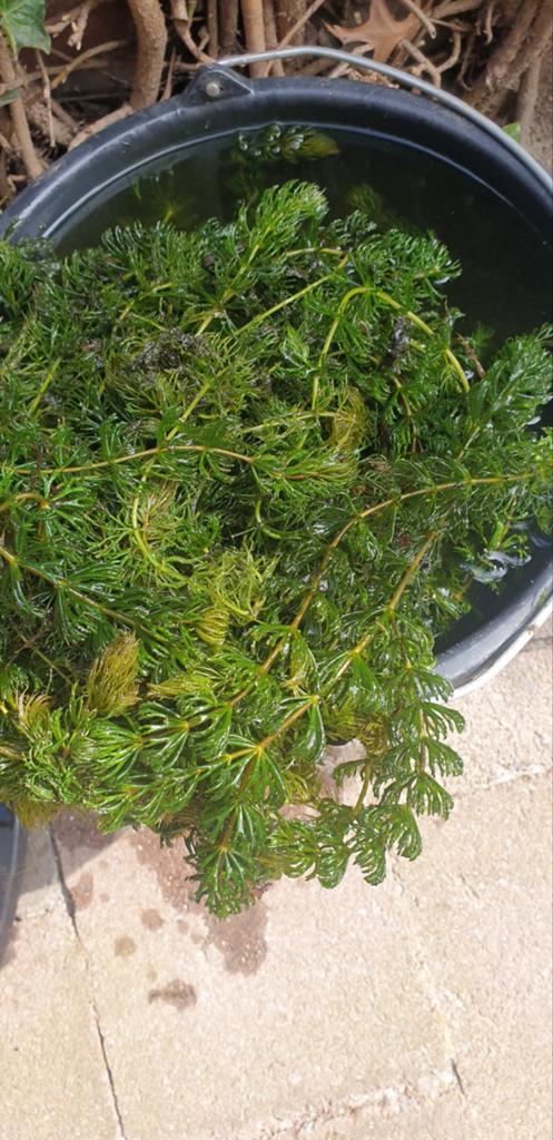 Zuurstofplanten vijverplanten, Tuin en Terras, Vijvers, Ophalen, Nieuw