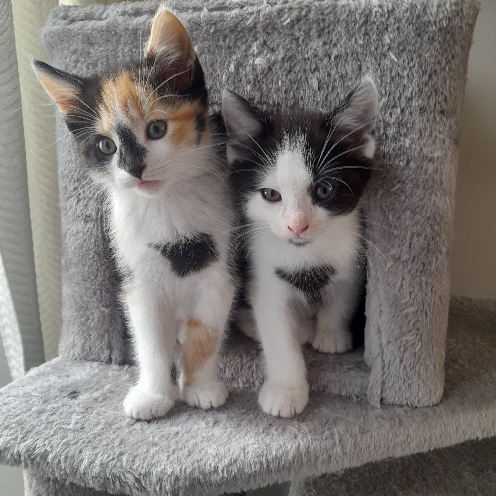 Mooie lieve Ragdoll/Noorse Boskat/Eur korth kruising kittens, Meerdere dieren, Ontwormd, 0 tot 2 jaar
