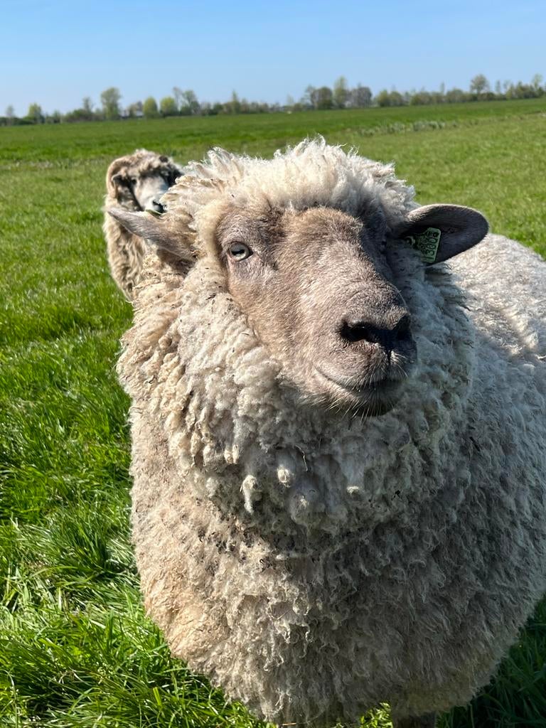 Lieve schapen, 50% Hampshire Down, hobby schaapen, Vrouwelijk, Schaap