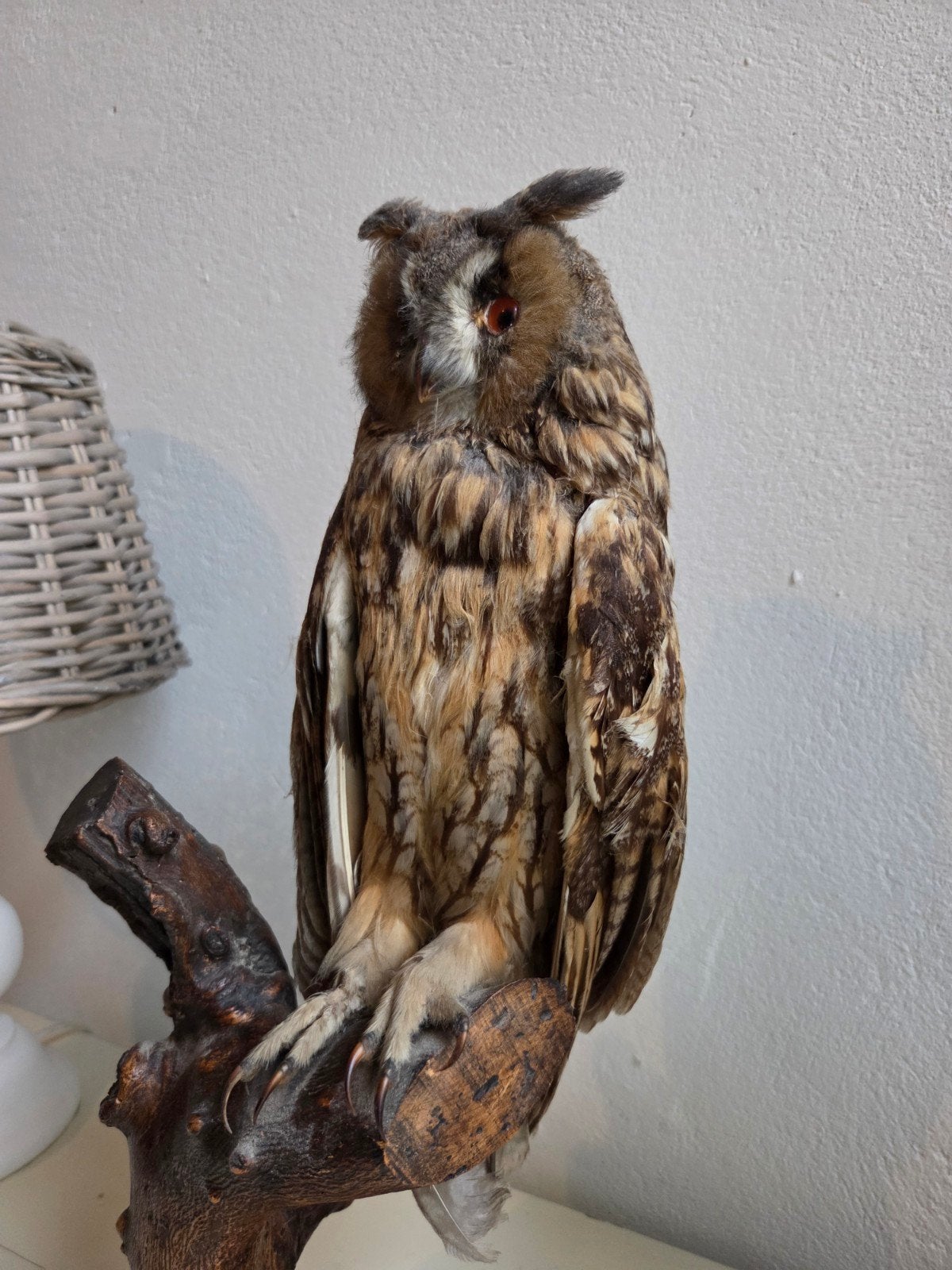 Opgezette Ransuil - Prachtige Taxidermie, Ophalen, Zo goed als nieuw, Vogel, Opgezet dier