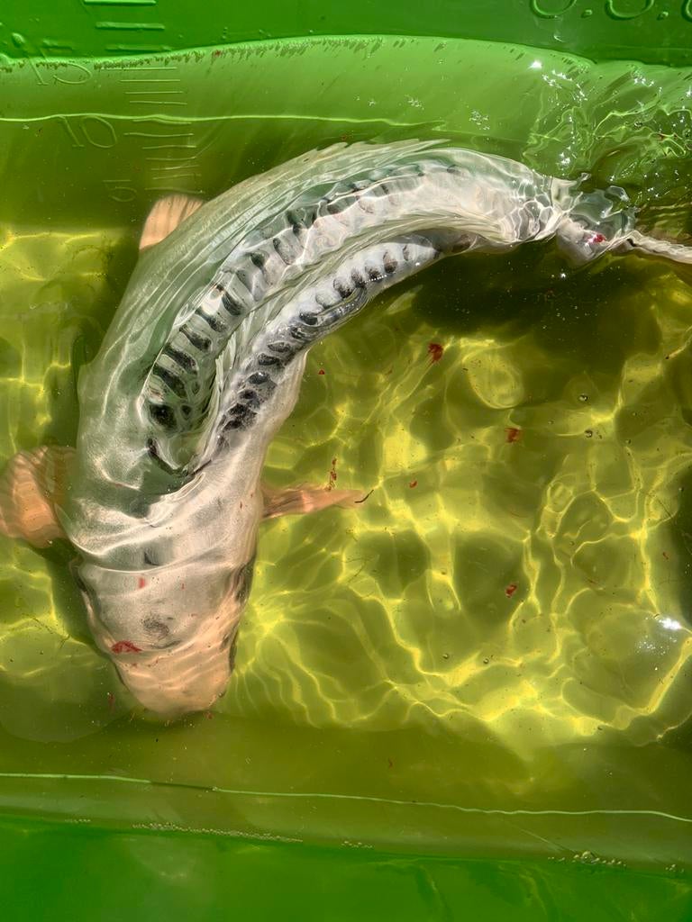 Mooie koi karper 45cm, Dieren en Toebehoren, Karper of Koi