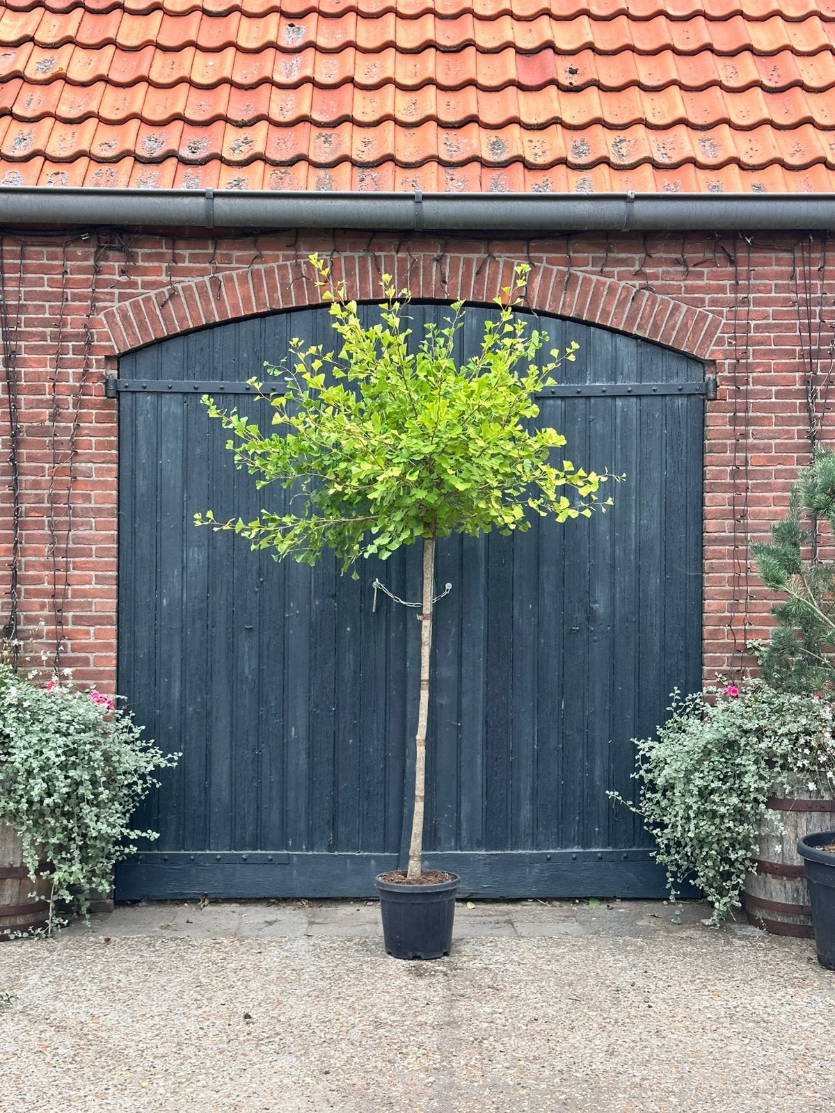 Ginkgo biloba 'Mariken’ (Japanse notenboom op stam), Overige soorten, 100 tot 250 cm, Zomer, Ophalen