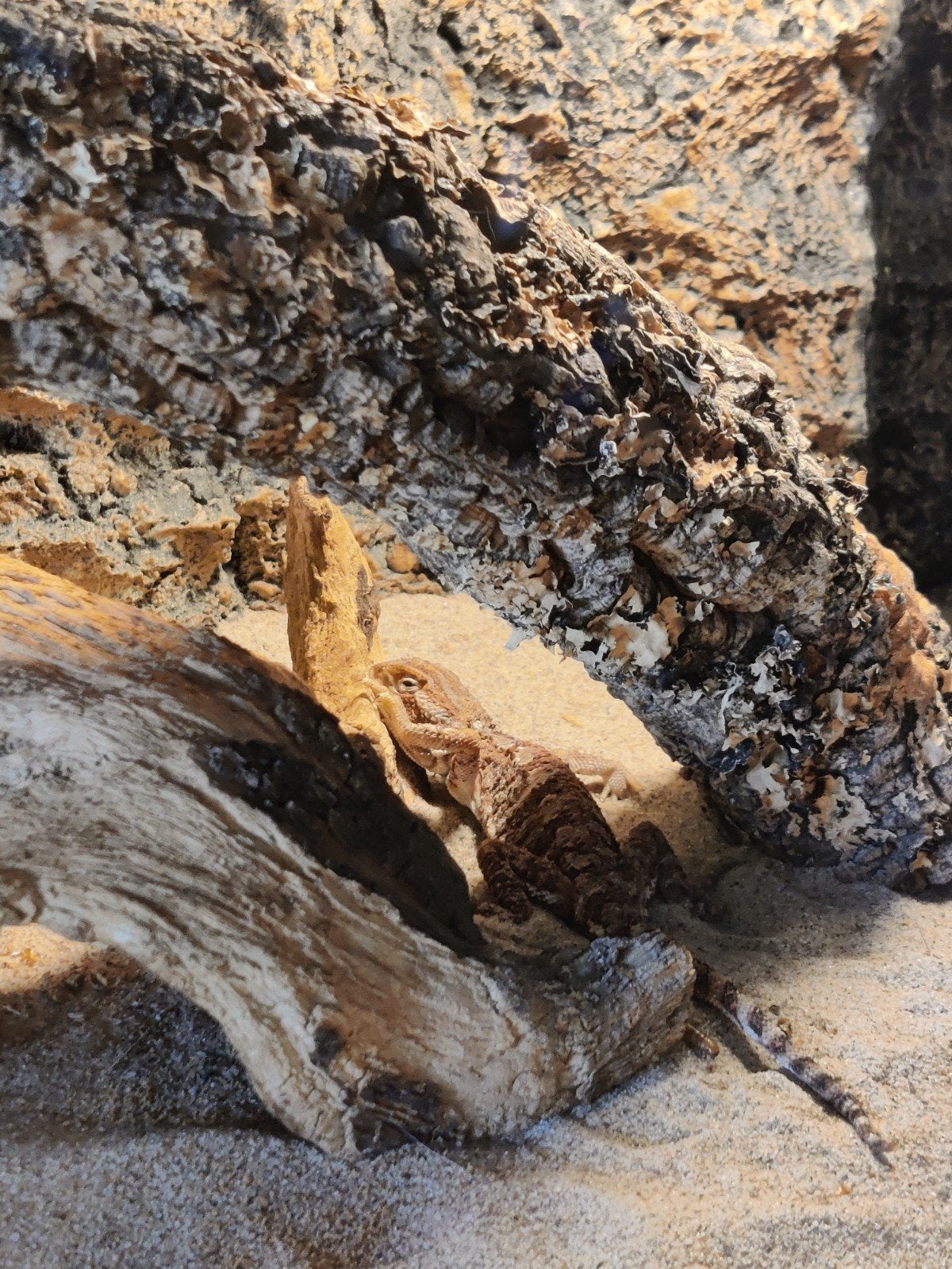 Compleet terrarium met dwergbaardagaam Bearded Dragon photo 4