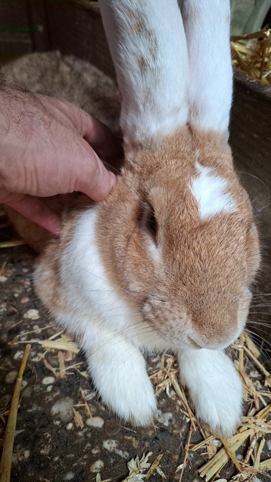 Prachtige, Jonge Ram Lotharinger Zoekt Goud Mandje!, Dieren en Toebehoren, Mannelijk, Groot