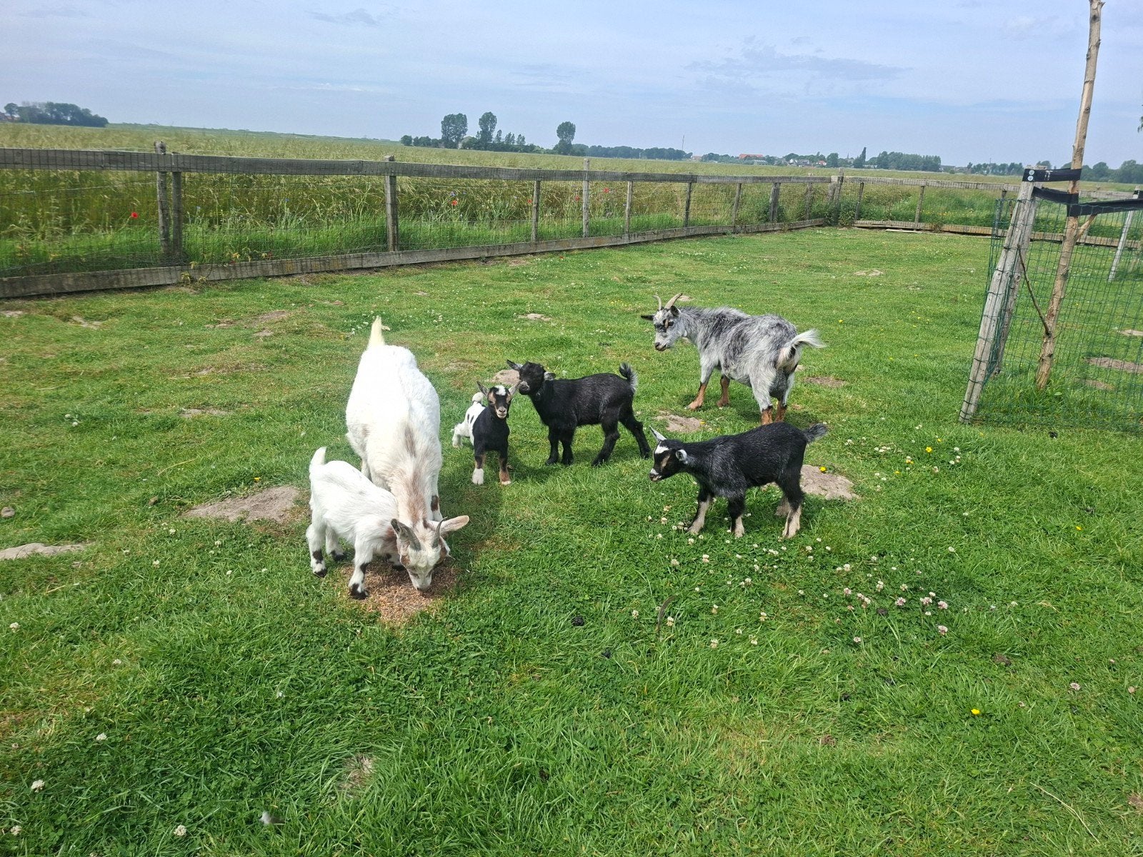 2 dwergeiten met jonge bokjes, Dieren en Toebehoren, Schapen, Geiten en Varkens, Mannelijk, Geit
