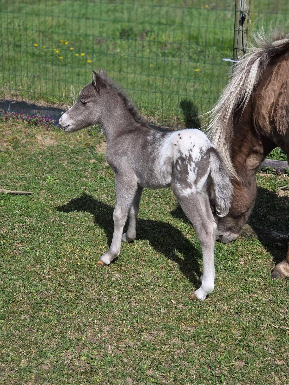Ontzettend knap silver appaloosa hengst veulen nmprs, Dieren en Toebehoren, Hengst, 0 tot 2 jaar