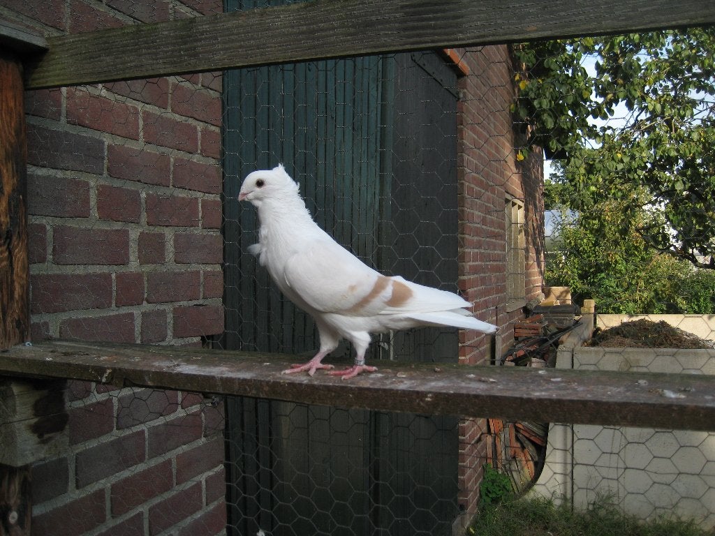 Boeren meeuw - meeuwtje, Mannelijk, Overige soorten