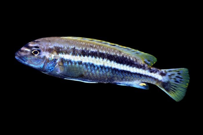 Malawi Cichliden: Melanochromis auratus, Vis, Zoetwatervis