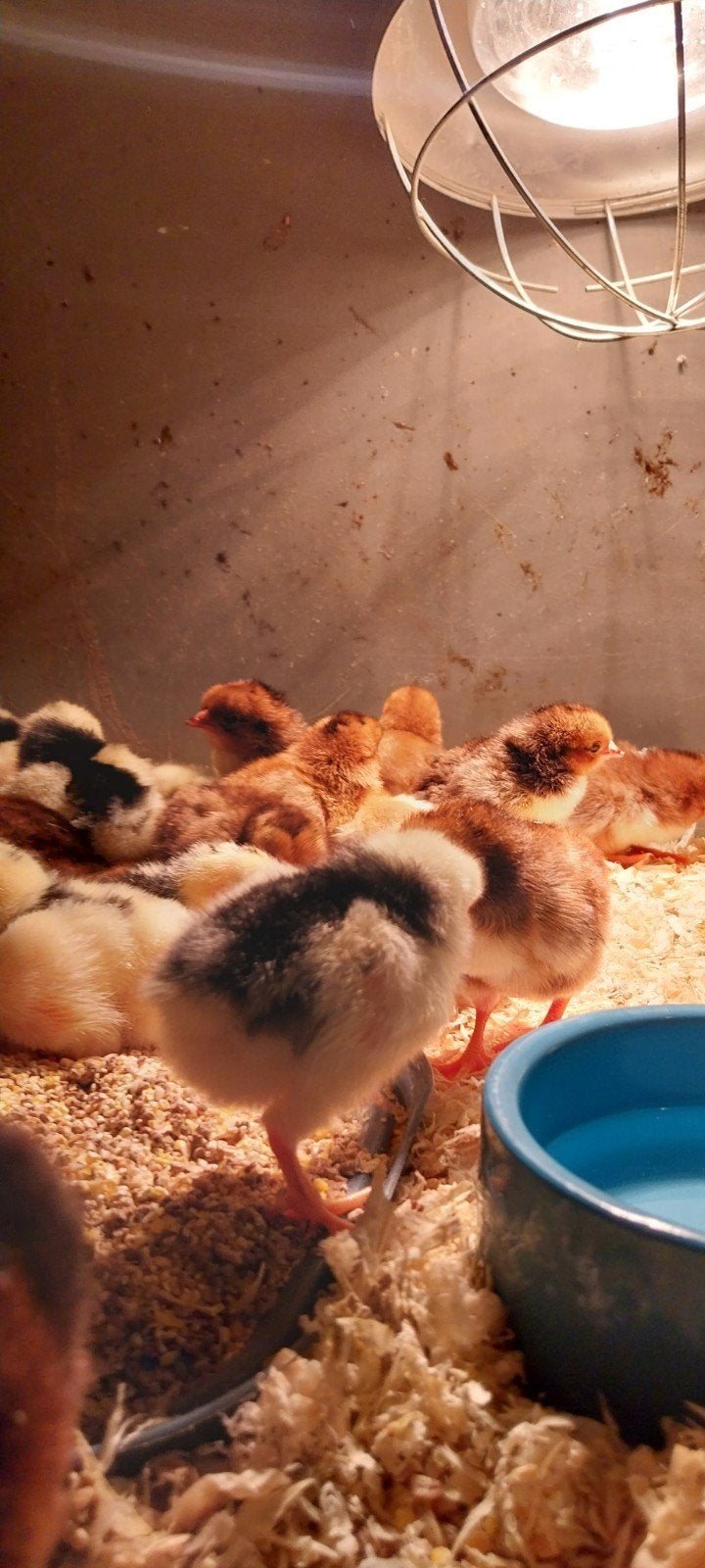 Bonte en porselein leghorn kuikens, Dieren en Toebehoren, Pluimvee, Geslacht onbekend, Kip