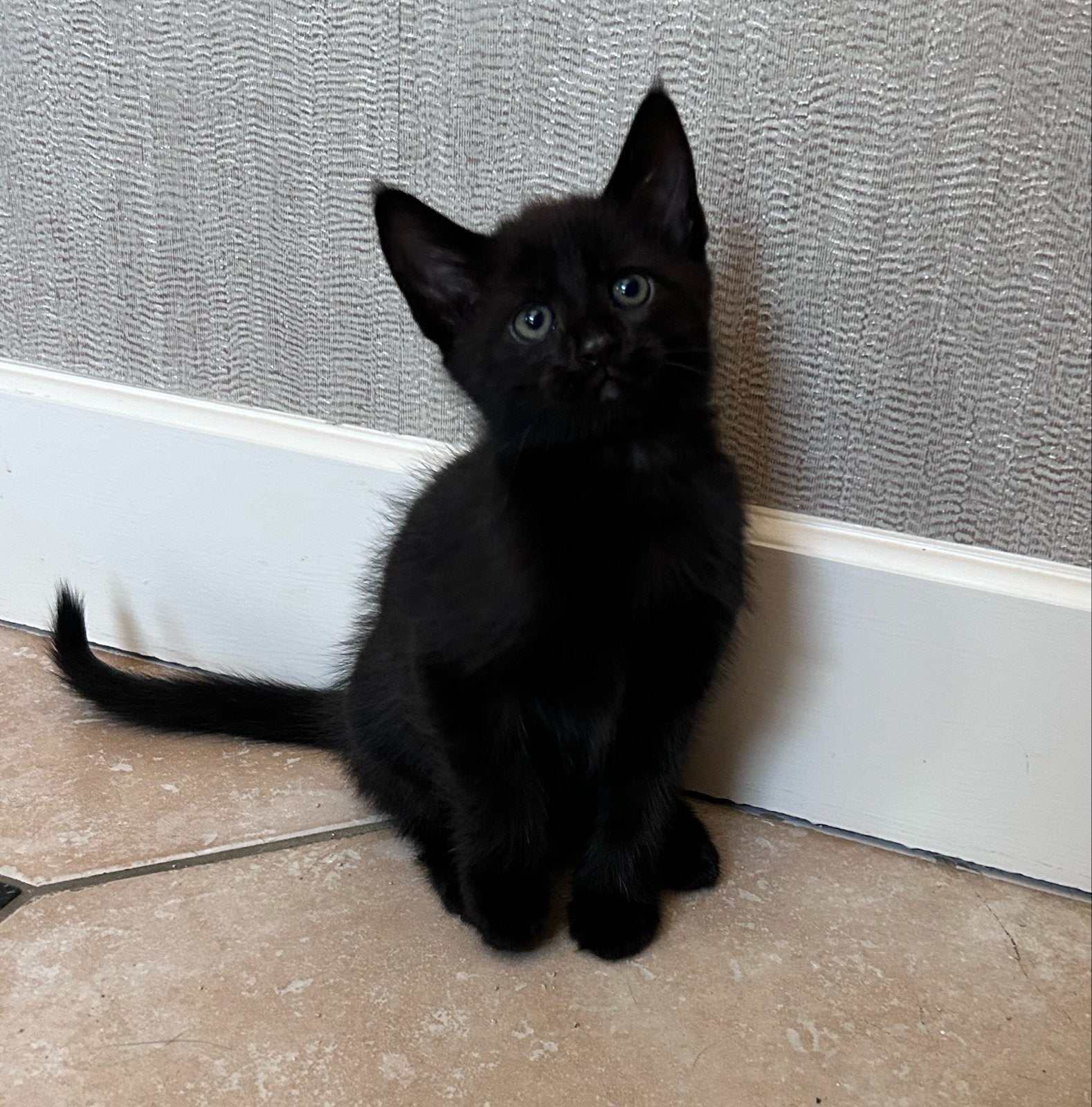 ‍ kittens, Meerdere dieren, Kortharig, 0 tot 2 jaar