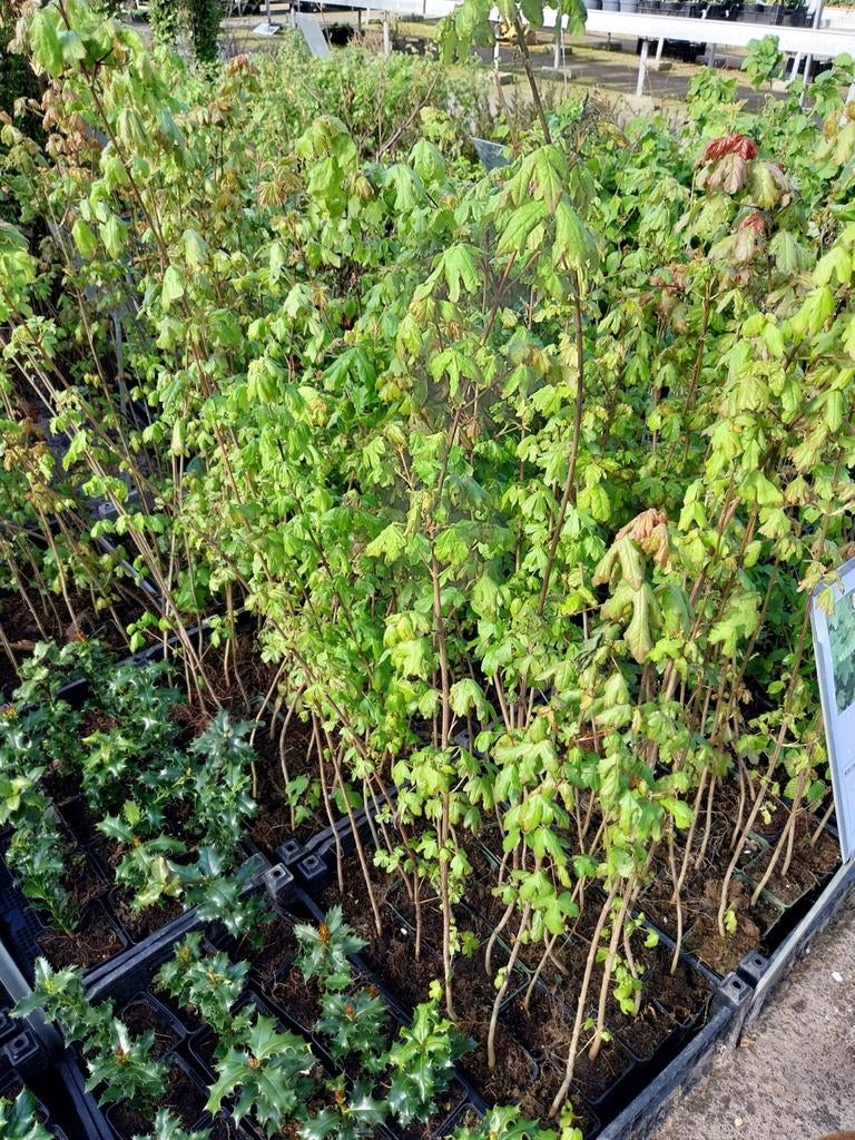Bosplantsoen in pot: berk, eik, hazelaar, beuk, haagbeuk, Vaste plant, Bloeit niet, Halfschaduw, Ophalen