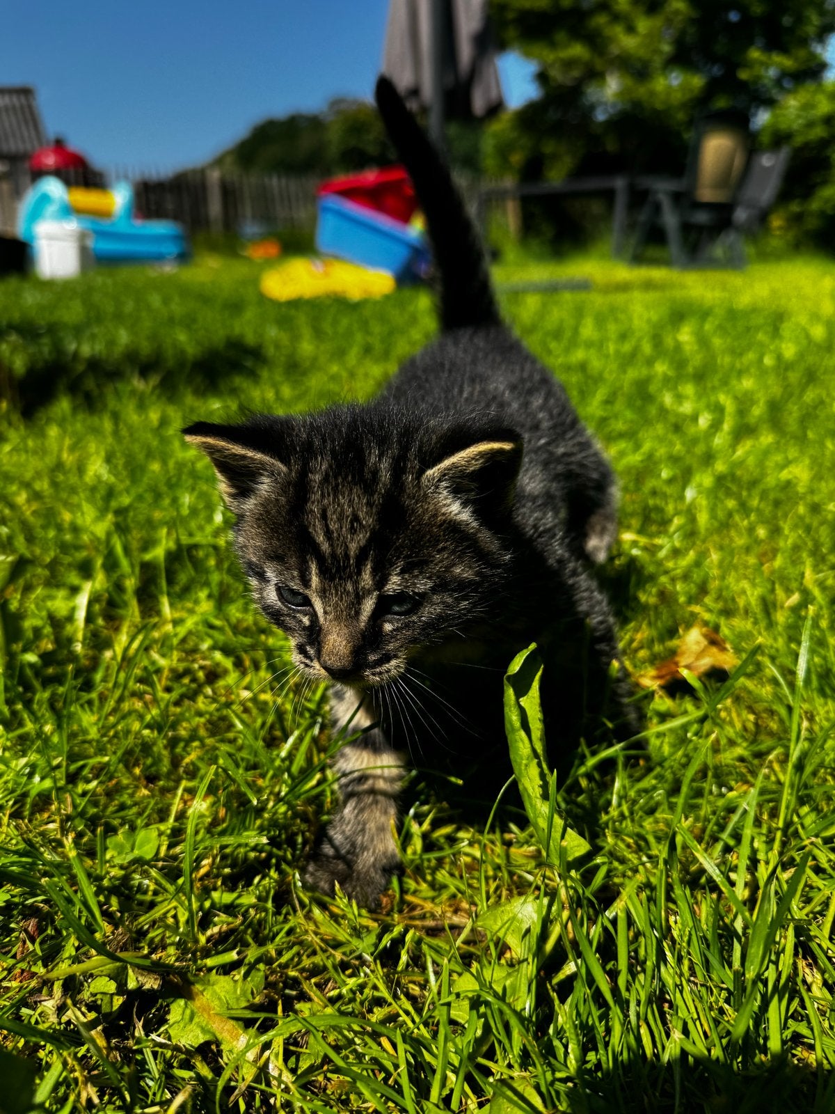 Twee mooie kittens te koop, Meerdere dieren, Kortharig, 0 tot 2 jaar