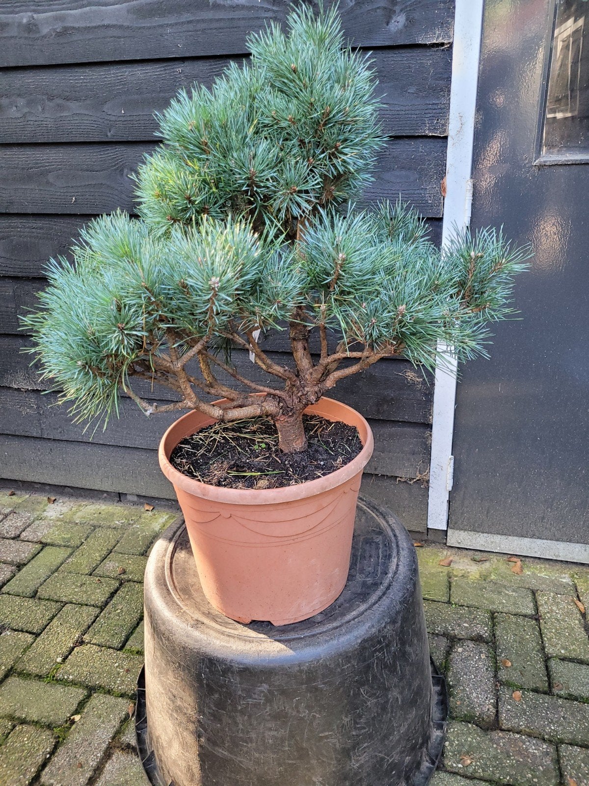Pinus Sylvestris 'Chantry Bleu' - Schotse Den, Ophalen