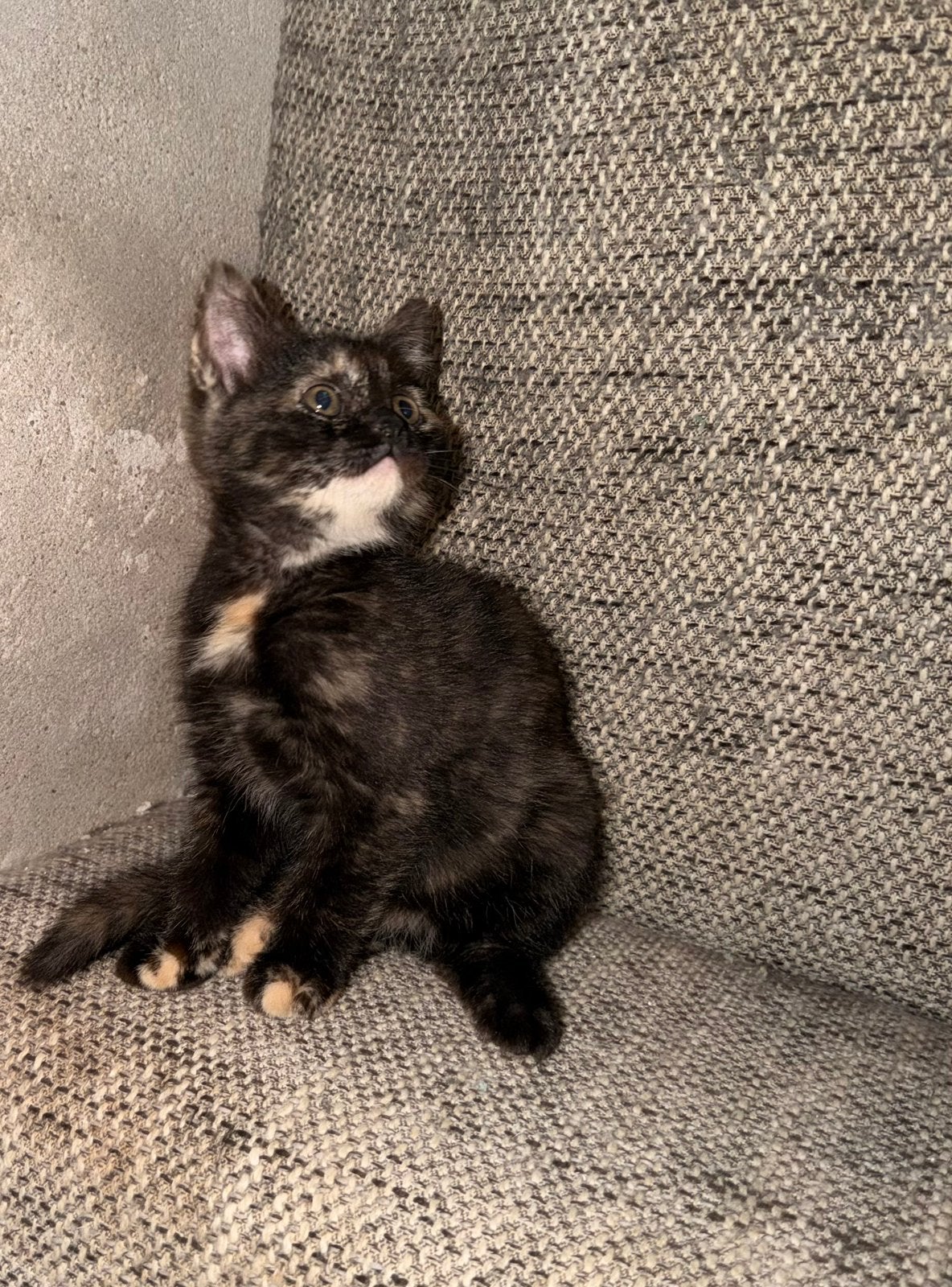 Kittens, Dieren en Toebehoren, Katten en Kittens | Raskatten | Korthaar, Meerdere dieren, Ontwormd