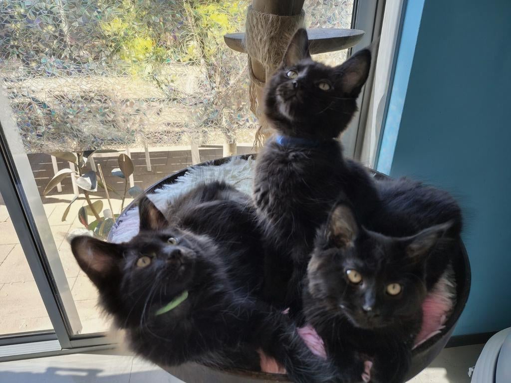 Main coon kittens blue en black, Dieren en Toebehoren, Meerdere dieren, Met stamboom, 0 tot 2 jaar