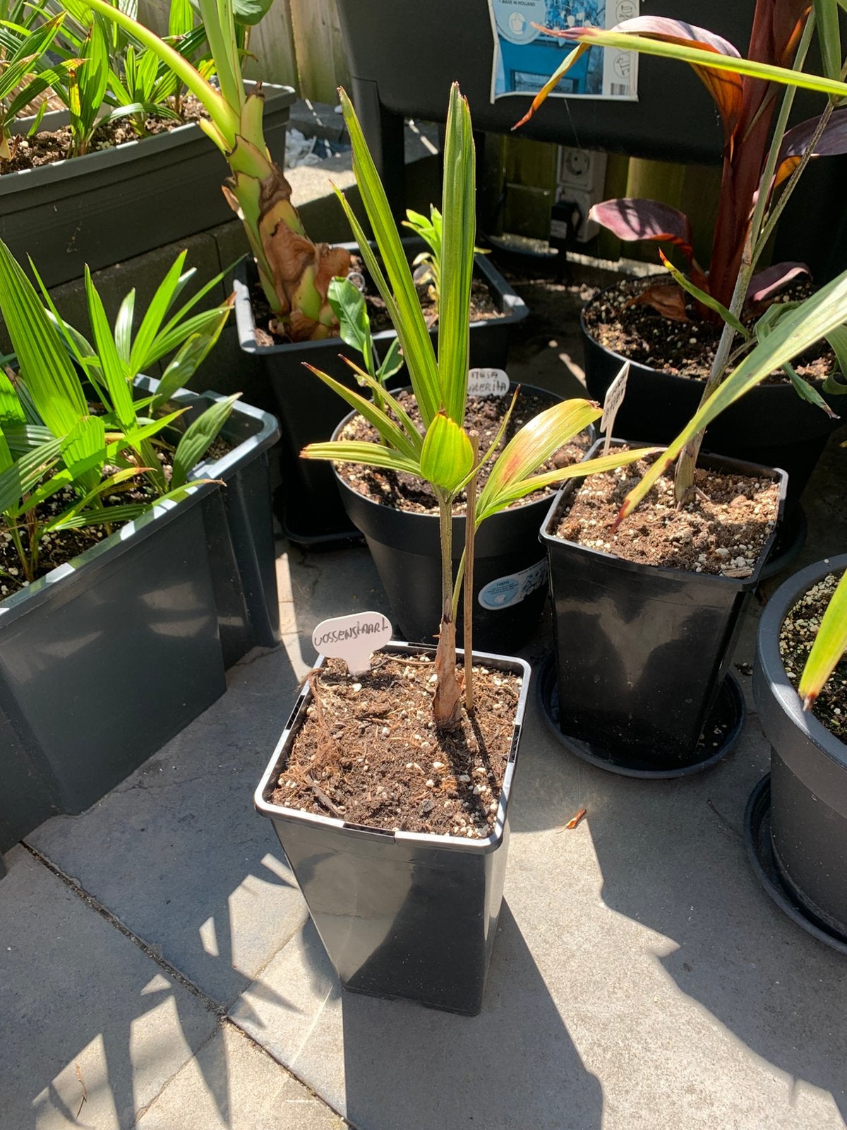 Tropische planten, Ophalen, Overige soorten, Volle zon