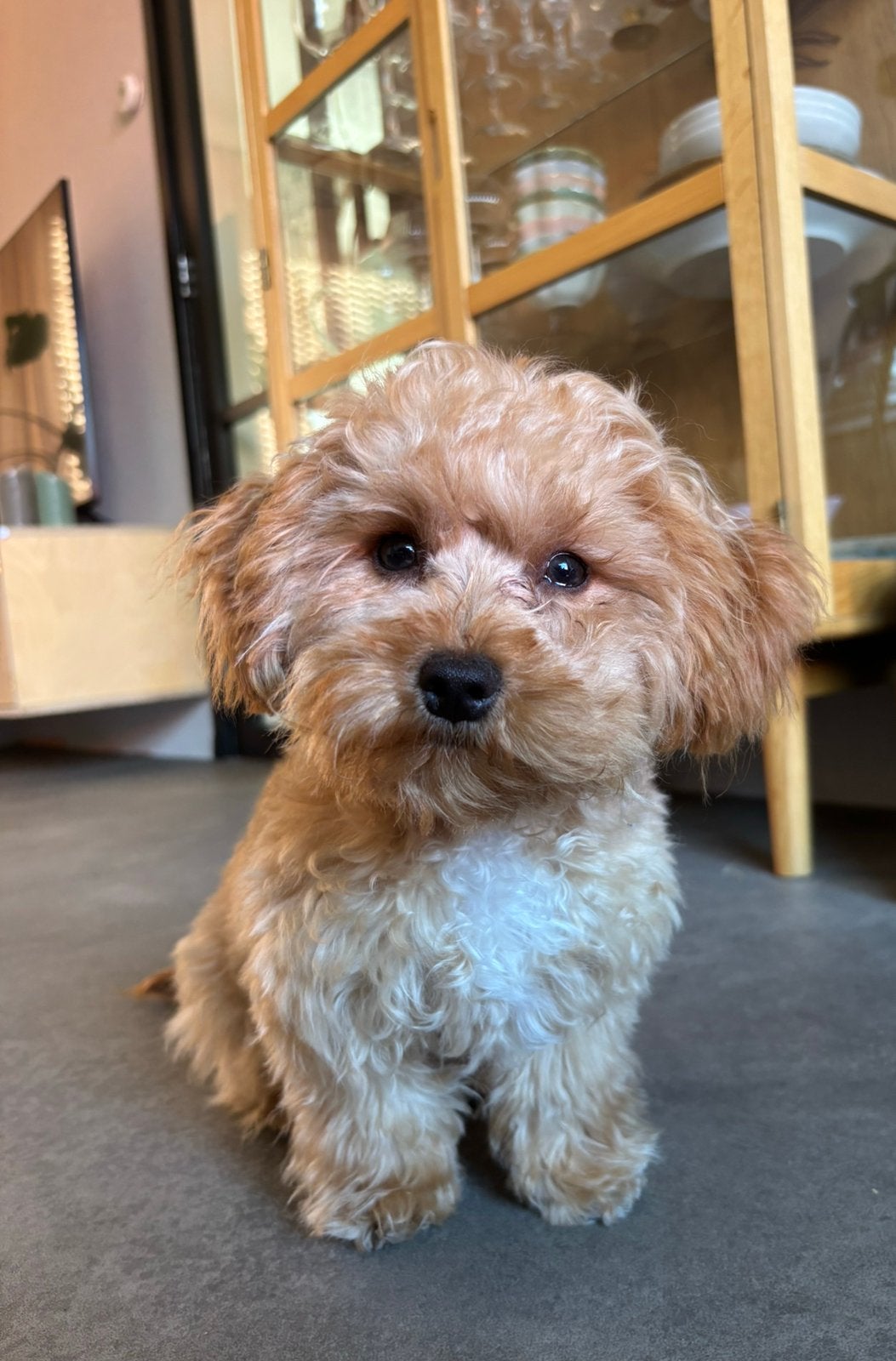 Kleine Maltipoo pup, Parvo, 15 weken tot 1 jaar, Overige rassen, Teef