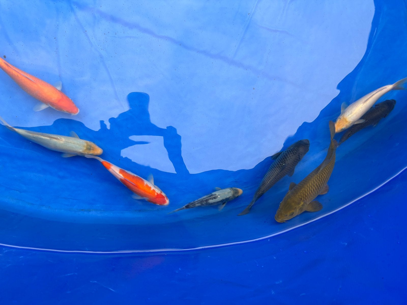Laatste Tosai HQ 20-28 CM, Karper of Koi