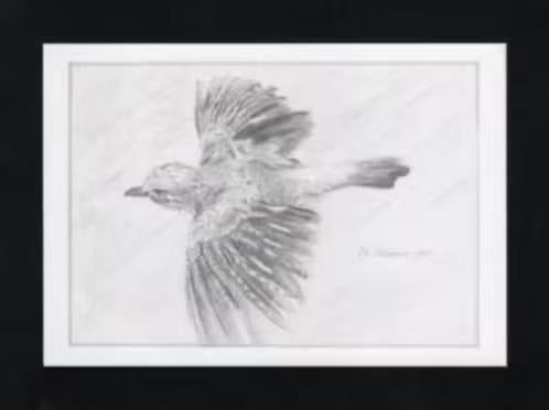 Vlaamse Gaai Schreeuwekster Spaanse Ekster Pentekening., Verzamelen, Ophalen of Verzenden, 1980 tot heden, Ongelopen, Vogel