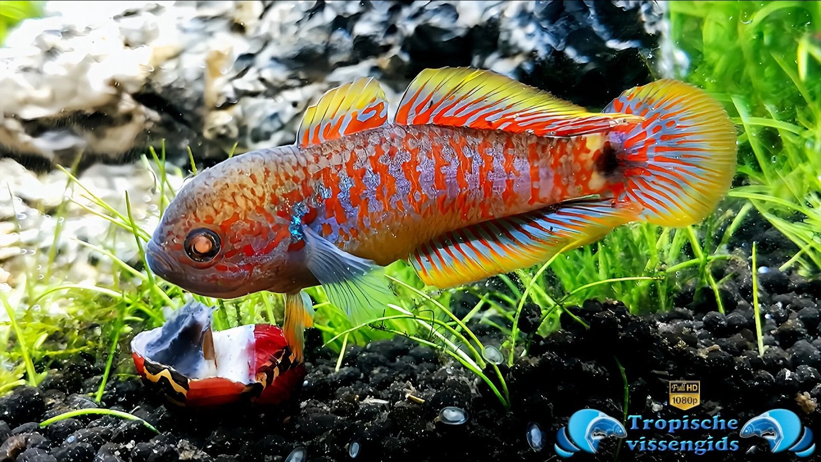 Pauwooggoby pauwooggrondel nano aquarium tropische vis, Dieren en Toebehoren, Vissen | Aquariumvissen, Vis