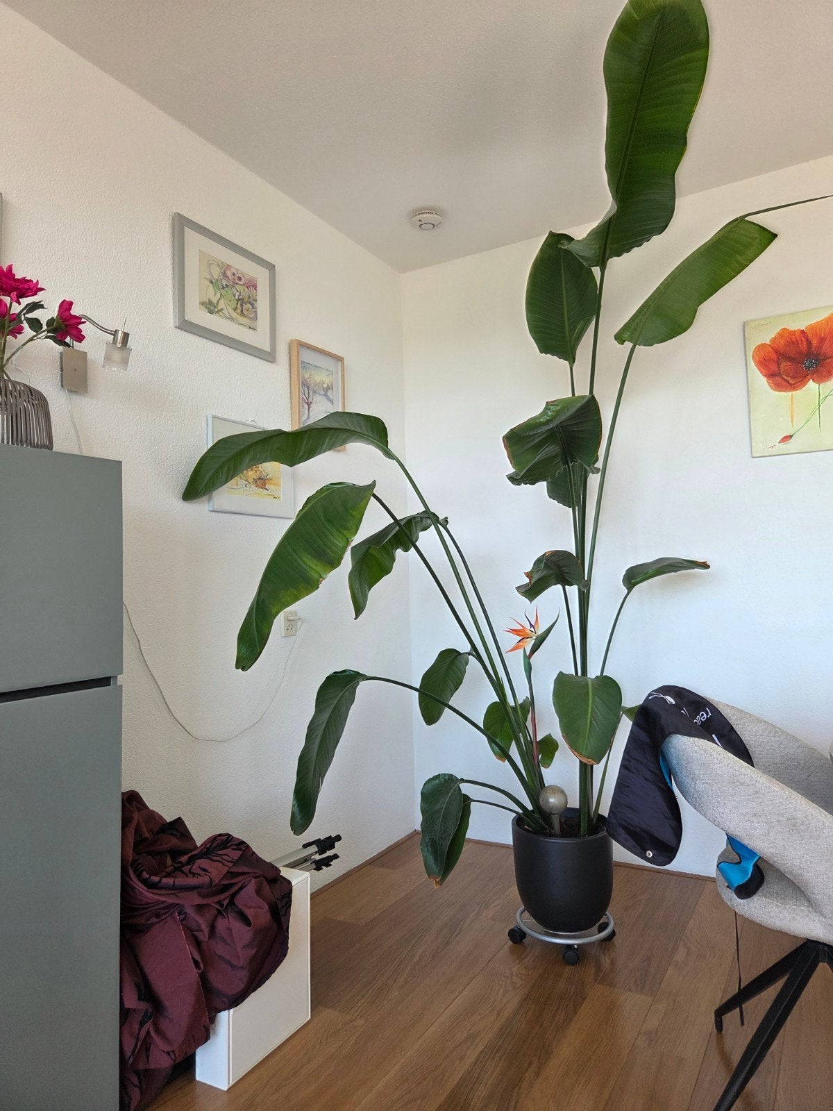 Grote Strelitzia Nicolai (Paradijsvogelplant), Huis en Inrichting, Ophalen of Verzenden, Halfschaduw, 200 cm of meer