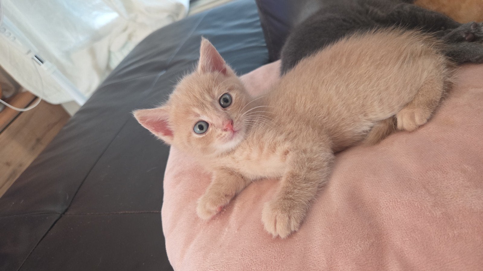 mooie kittens.., Meerdere dieren, 0 tot 2 jaar