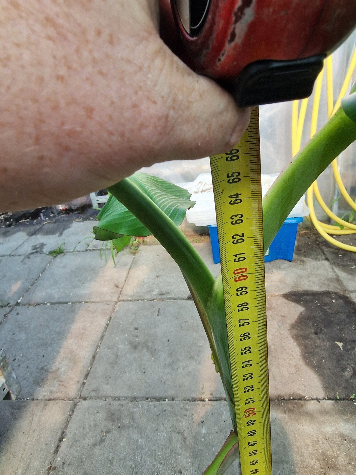 Bananenplant (Musa daijao) - Tropische sfeer in huis of tuin, Ophalen, Volle zon, Vaste plant, Bloeit niet