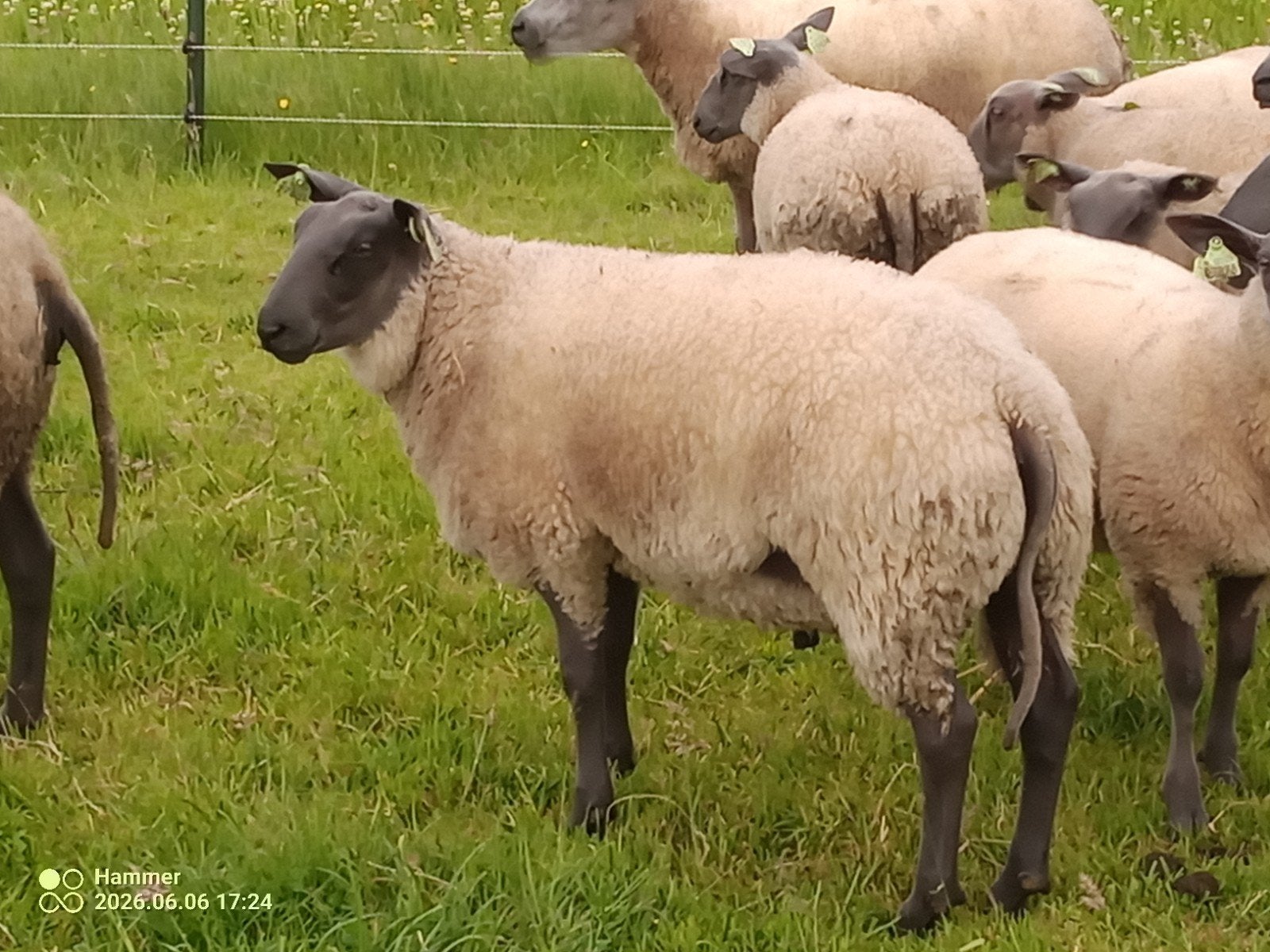 Bleu de Maine ram.jonge ram,dekram, Dieren en Toebehoren, Schapen, Geiten en Varkens, Mannelijk, Schaap