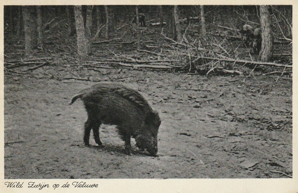 WILD ZWIJN VELUWE  UIT 1938 ZEER MOOI OUDE KAART KO603, Ophalen of Verzenden, 1920 tot 1940, Gelopen, Overige thema's