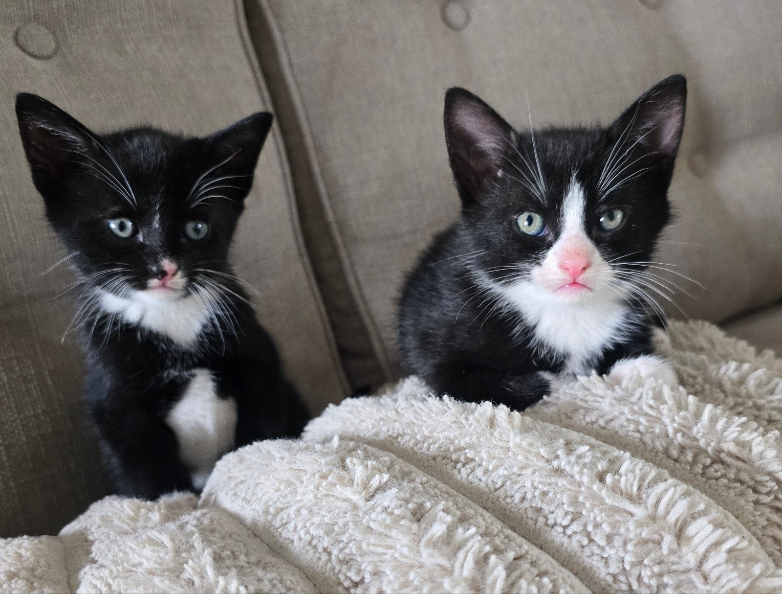 schattige katertjes, Kater