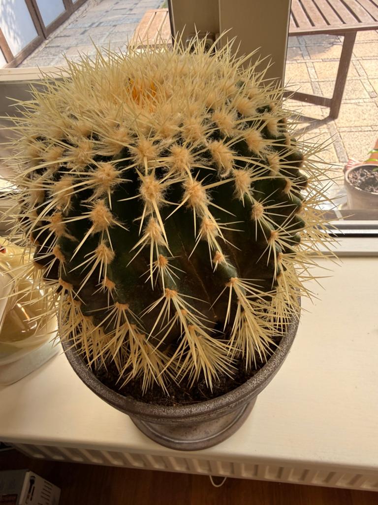 Twee mooie grote ronde cactussen. (diameter 26 cm)., Ophalen, Overige soorten, Volle zon