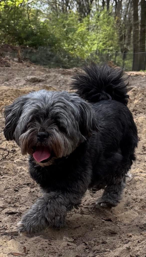 Toypoedel / Lhasa apso pups, Parvo, 8 tot 15 weken, Geslacht onbekend, Meerdere