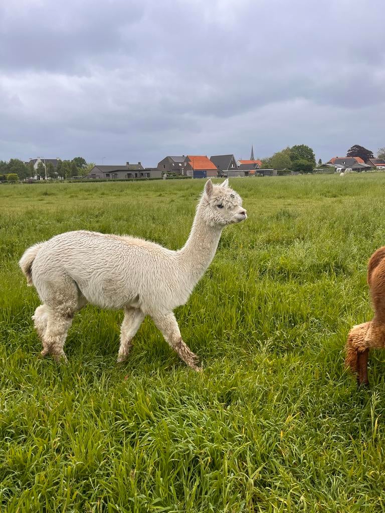 Alpaca Merrie Wit 10 jaar oud, Dieren en Toebehoren, Juli, Vrouwelijk