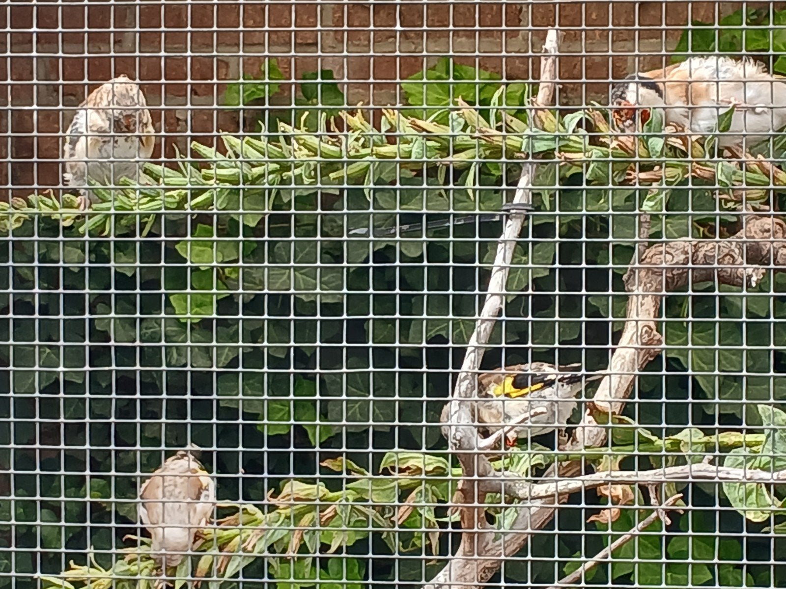 majoor putters, Meerdere dieren, Bastaard