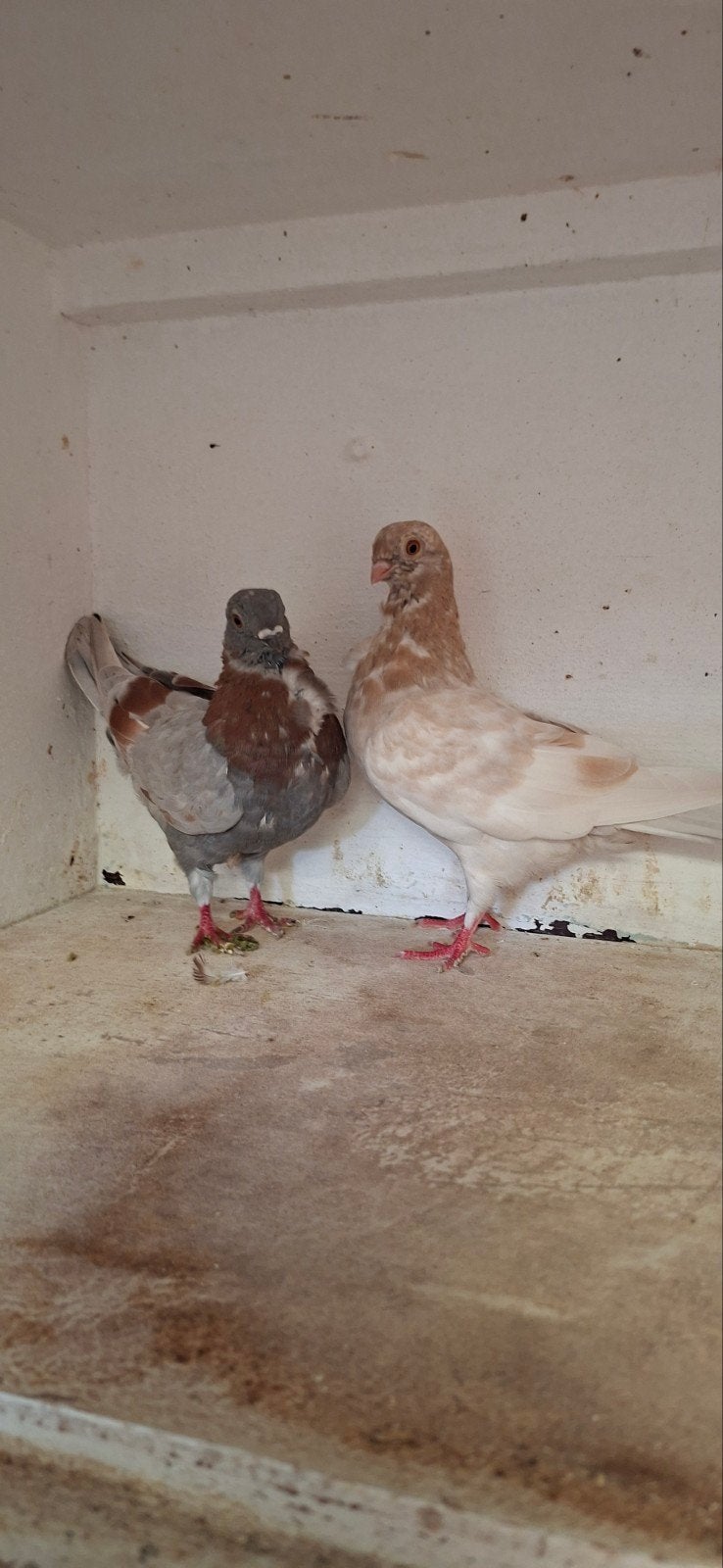 te koop  sierduiven figuritas kweek koppel met twee jongen, Dieren en Toebehoren, Vogels | Duiven, Meerdere dieren, Overige soorten