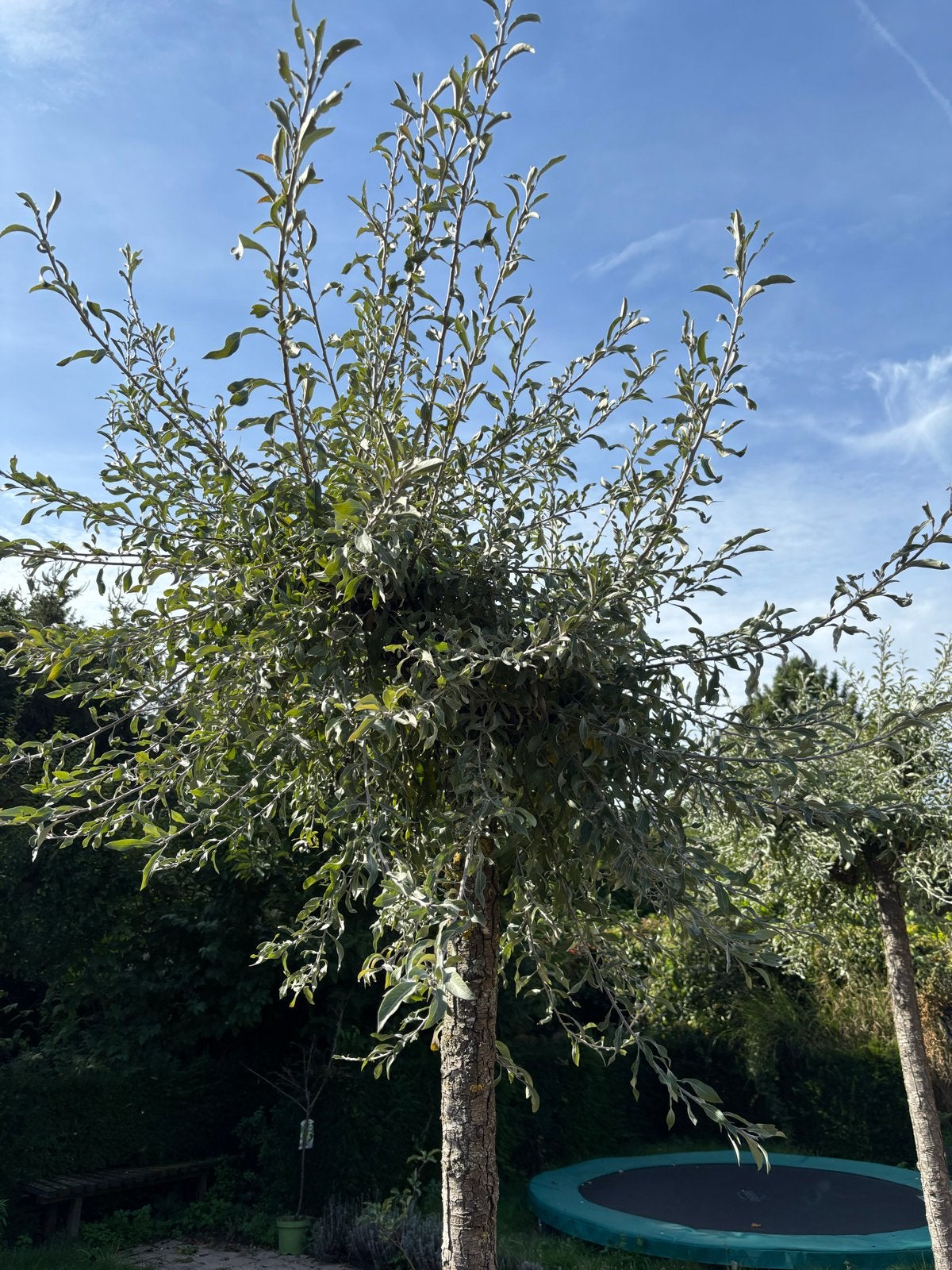 Drie volwassen knotwilgen - zelf uitgraven, Tuin en Terras, Ophalen, Overige soorten, 250 tot 400 cm