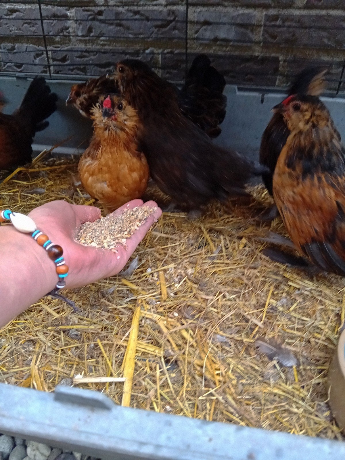 baardkrielhaantjes, Dieren en Toebehoren, Kip