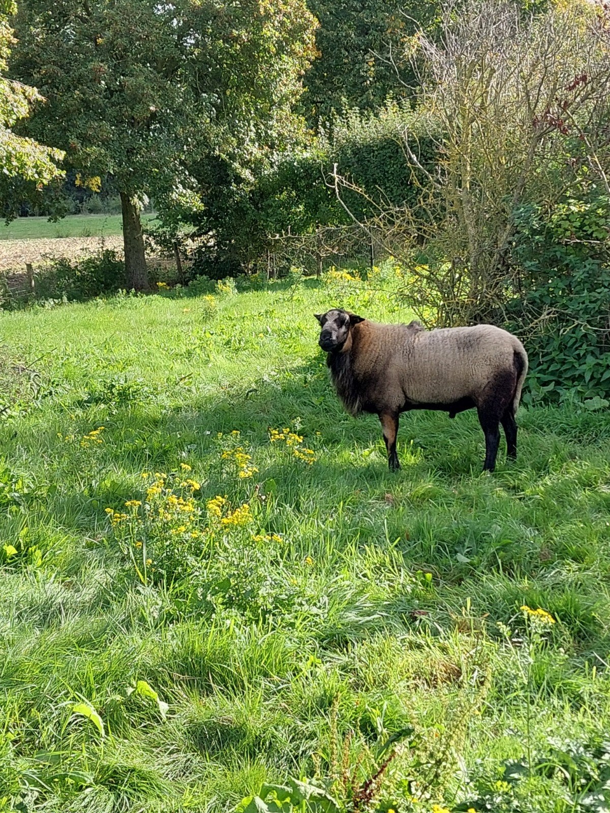 maasduinen dekram, Mannelijk, Schaap, 3 tot 5 jaar