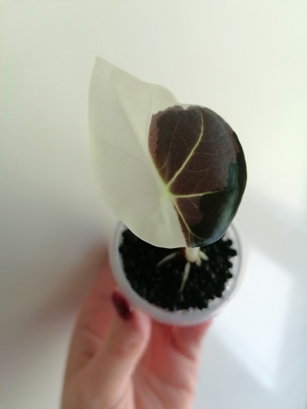 Alocasia Regal Shield Albo Pink, Ophalen of Verzenden, Halfschaduw, Minder dan 100 cm