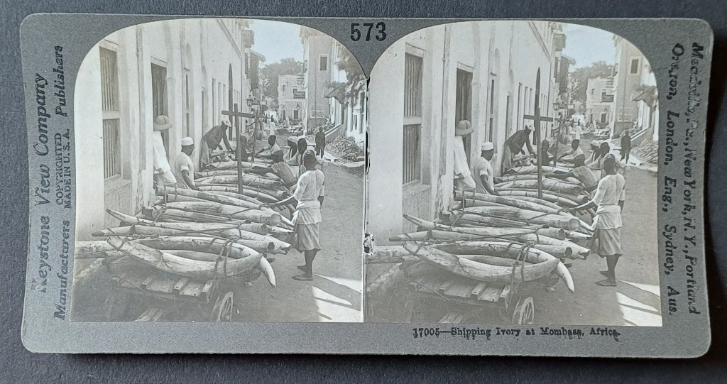 Stereofoto slagtanden handel Mombasa Afrika, Gebruikt, Foto, Voor 1940, Buitenland