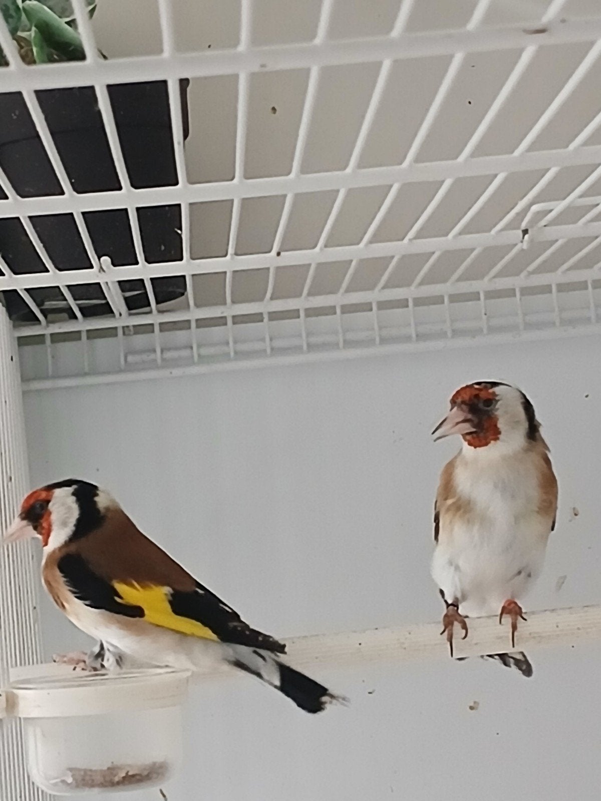 Majoor putters koppel, Dieren en Toebehoren, Vogels | Overige Vogels, Meerdere dieren, Wildzangvogel, Geringd