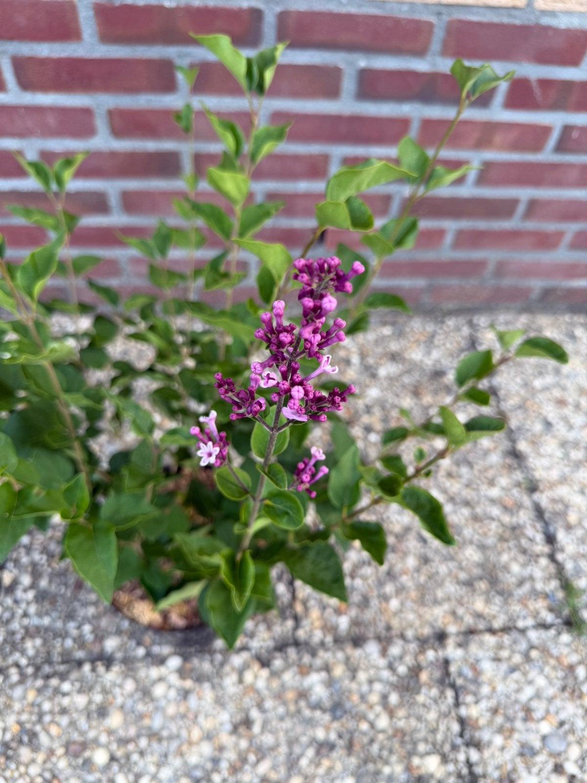 Dwergsering, Tuin en Terras, Planten | Tuinplanten, Ophalen, Overige soorten, Volle zon