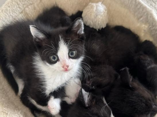 Kittens te koop Britse Korthaar x Europese Korthaar, Geslacht onbekend, Kortharig, 0 tot 2 jaar