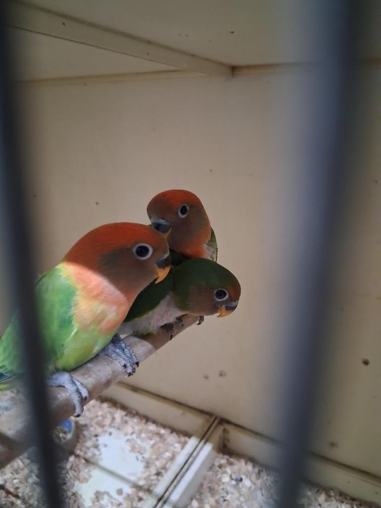 5  jonge dwerg papagaaien, Meerdere dieren, Dwergpapegaai of Agapornis, Tam