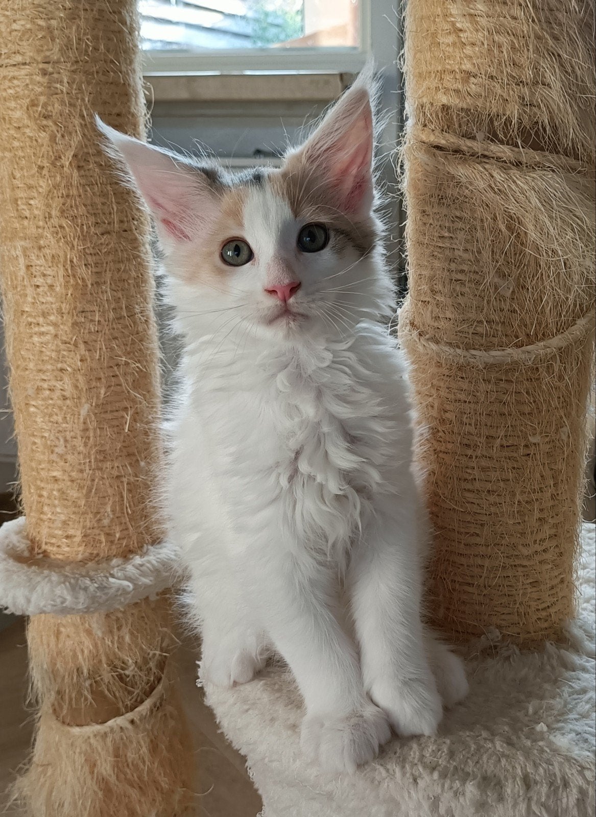 Raszuivere Maine Coon kittens, Meerdere dieren, Gechipt, 0 tot 2 jaar